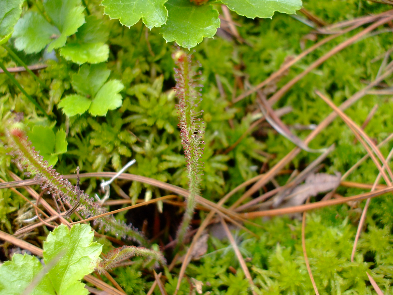Drosera filiformis